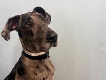 Ruby -  Great Dane and Mixed Breed Dog for Adoption in Golden Valley, Minnesota - Ruby | PetCurious