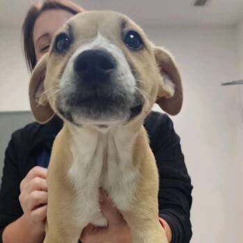 Stubby -  Mixed Breed Dog for Adoption in Charleston, West Virginia - Stubby | PetCurious