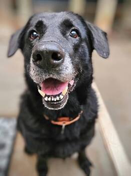 Rescue German Shepherd Dog and Retriever Dogs for Adoption in Chicago, Illinois - Ranger | PetCurious