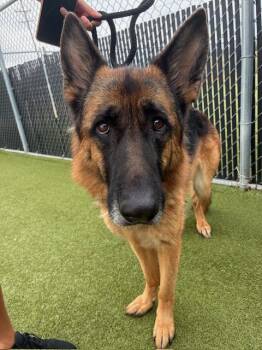 Rescue German Shepherd Dog Dogs for Adoption in Terre Haute, Indiana - Maya | PetCurious