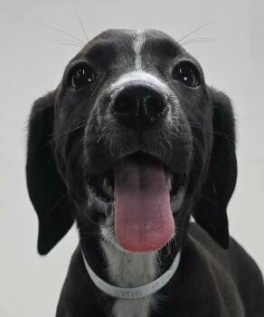 Beagle and Hound Dogs Available for Adoption in New York, New York - Magestic | PetCurious