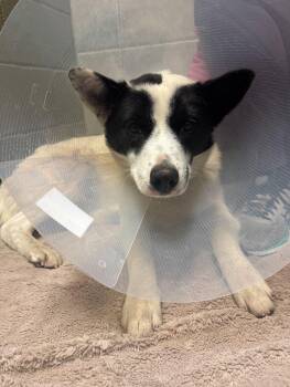 Rescue Mixed Breed Dogs for Adoption in Exshaw, Alberta - Dot | PetCurious