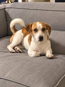 Princess -  Beagle Dog for Adoption in VERNON ROCKVL, Connecticut - Princess | PetCurious