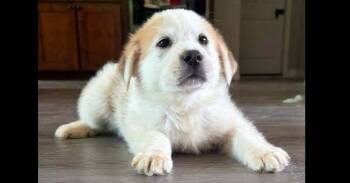 Snowflake Crew: Male 2 -  Great Pyrenees and Maremma Sheepdog Dog for Adoption in Dallas, Texas - Snowflake Crew: Male 2 | PetCurious