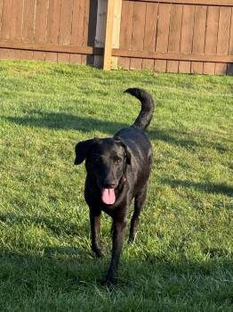 Lucy -  Labrador Retriever Dog for Adoption - Lucy | PetCurious
