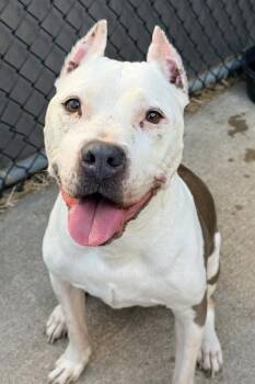 Pit Bull Terrier Dogs Available for Adoption in Chicago, Illinois - Paloma | PetCurious