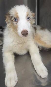 Baby -  Australian Shepherd Dog for Adoption in Malvern, Pennsylvania - Baby | PetCurious