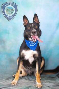 GUNNER -  German Shepherd Dog Dog for Adoption in Lathrop, California - GUNNER | PetCurious