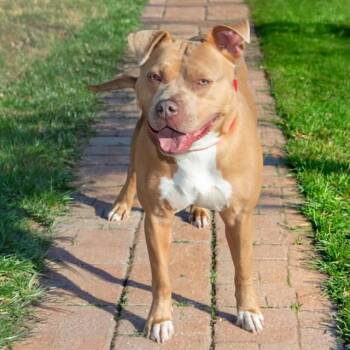 Pit Bull Terrier and Mixed Breed Dogs Available for Adoption in St. Louis, Missouri - BLUE | PetCurious