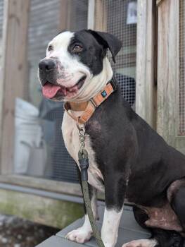 Rescue Mixed Breed Dogs for Adoption in Palmetto, Florida - NOIRE | PetCurious