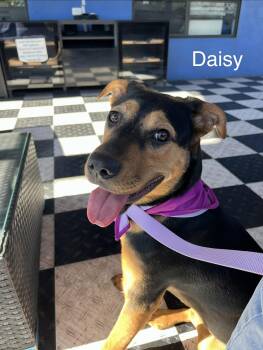 Doberman Pinscher and German Shepherd Dog Dogs Available for Adoption in Oriskany, New York - Daisy | PetCurious