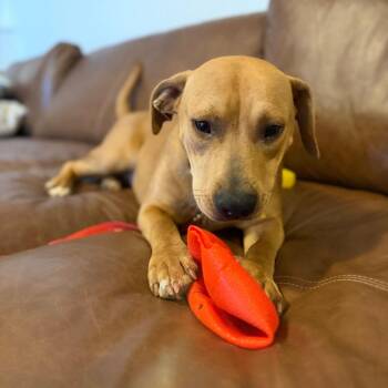 Mixed Breed Dogs Available for Adoption - Sweetie | PetCurious