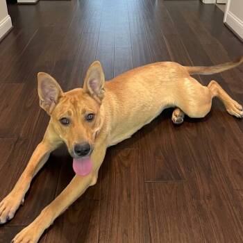 Diamond -  Yellow Labrador Retriever and Shepherd Dog for Adoption in Nashville, Tennessee - Diamond | PetCurious