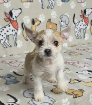 Miniature Schnauzer Dogs Available for Adoption in Dallas, Georgia - Levi | PetCurious