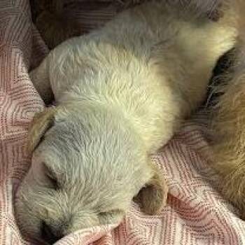 Cobra -  Wire Fox Terrier and Miniature Poodle Dog for Adoption in Austin, Texas - Cobra | PetCurious