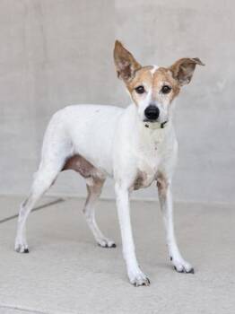 Nemo -  Mixed Breed Dog for Adoption in Longmont, Colorado - Nemo | PetCurious