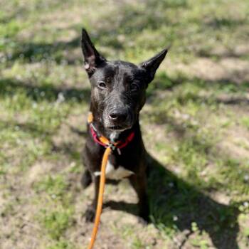 Mixed Breed Dogs Available for Adoption - Kuromi | PetCurious