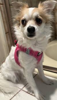 Chihuahua Dogs Available for Adoption in El Cajon, California - SUZIE Q | PetCurious