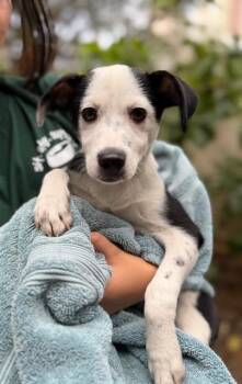 Mixed Breed Dogs Available for Adoption in Honolulu, Hawaii - Kylo | PetCurious