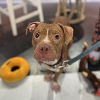 Buster -  Pit Bull Terrier Dog for Adoption in Lynchburg, Virginia - Buster | PetCurious