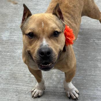 Pit Bull Terrier Dogs Available for Adoption in Wheeling, Illinois - Polly Pocket | PetCurious