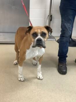 Rescue Boxer and Mixed Breed Dogs for Adoption in Fort Worth, Texas - DIXIE | PetCurious