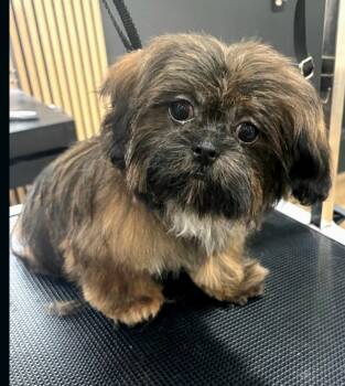 #4 -  Shih Tzu Dog for Sale in Marion, Michigan - #4 | PetCurious