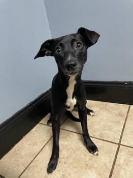 Rat Terrier and Italian Greyhound Dogs Available for Adoption in Newnan, Georgia - Scarlett | PetCurious