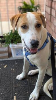 TRINEO -  Mixed Breed Dog for Adoption in Toronto, Ontario - TRINEO | PetCurious