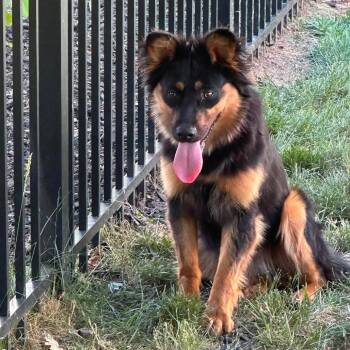 Sprint -  Australian Shepherd and Mixed Breed Dog for Adoption in Fredericksburg, Virginia - Sprint | PetCurious