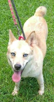 Rescue Husky Dogs for Adoption in Holly Springs, North Carolina - Katie | PetCurious