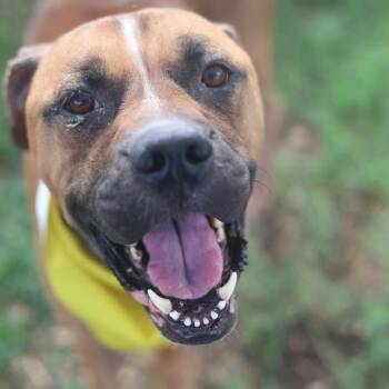 DANON -  Boxer Dog for Adoption in San Antonio, Texas - DANON | PetCurious