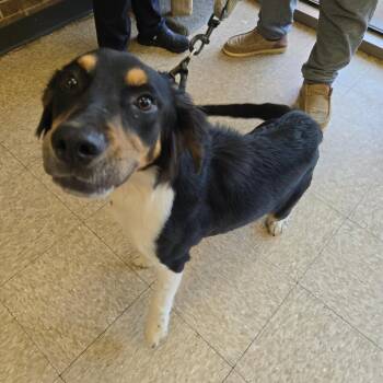 Bear -  Hound Dog for Adoption in Birmingham, Alabama - Bear | PetCurious