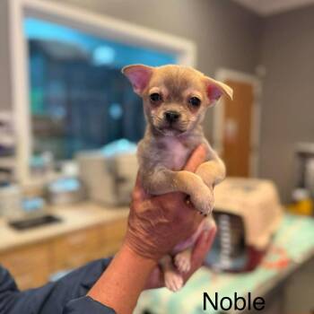 Chihuahua and Mixed Breed Dogs Available for Adoption in Bend, Oregon - Noble | PetCurious