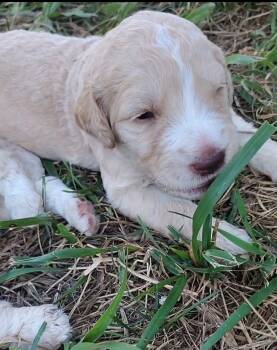 Blue Eyes, Black Collar -  Goldendoodle Dog for Sale in Willow Springs, Missouri - Blue Eyes, Black Collar | PetCurious