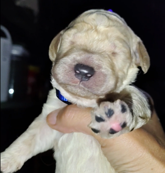 Blue Collar -  Goldendoodle Dog for Sale in Willow Springs, Missouri - Blue Collar | PetCurious