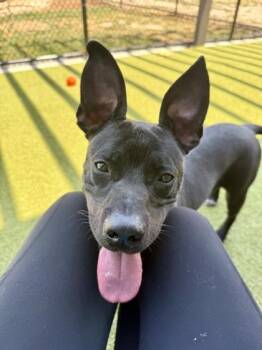 Xolo -  Mixed Breed Dog for Adoption in Atlanta, Georgia - Xolo | PetCurious