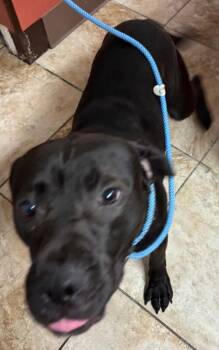 Desmond -  Mixed Breed Dog for Adoption in Cincinnati, Ohio - Desmond | PetCurious