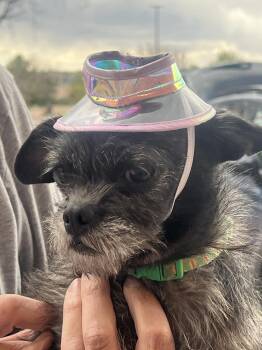 Chihuahua and Pug Dogs Available for Adoption in Colorado Springs, Colorado - Lamb Chop | PetCurious