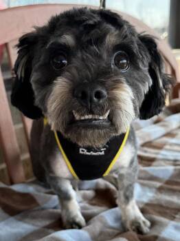 Poodle Dogs Available for Adoption - Plinko | PetCurious