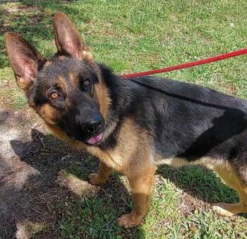 German Shepherd Dog Dogs Available for Adoption in Fort Lauderdale, Florida - TAKODA | PetCurious