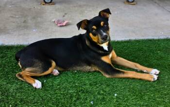 Rescue Australian Kelpie Dogs for Adoption in Snyder, Texas - Zyla | PetCurious