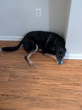 Jackson -  German Shepherd Dog Dog for Adoption in Roswell, Georgia - Jackson | PetCurious