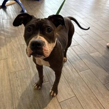 SKIPPY -  Pit Bull Terrier and Boxer Dog Available for Adoption in St. Louis, Missouri - SKIPPY | PetCurious