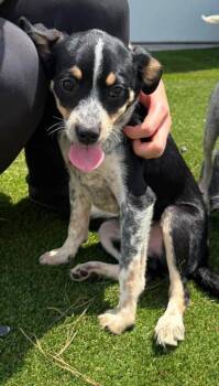 Bubba -  Australian Cattle Dog Blue Heeler and Cavalier King Charles Spaniel Dog for Adoption in Paducah, Kentucky - Bubba | PetCurious