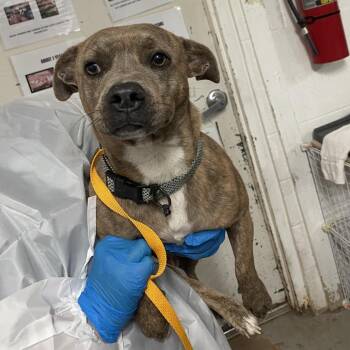 American Staffordshire Terrier Dogs Available for Adoption - Dunkin | PetCurious