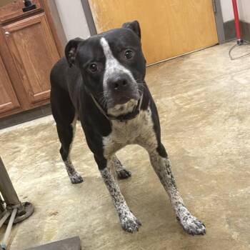 Asher-100209U -  Labrador Retriever and Mixed Breed Dog for Adoption in Tupelo, Mississippi - Asher-100209U | PetCurious