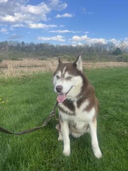 Husky Dogs Available for Adoption in Elmira, New York - Kai | PetCurious