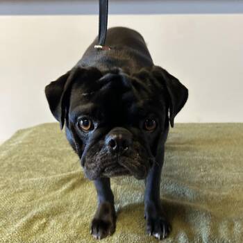 IVHS-Stray-142017 -  Pug Dog for Adoption in San Gabriel, California - IVHS-Stray-142017 | PetCurious