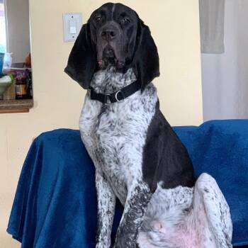 Bluetick Coonhound Dogs Available for Adoption - Woodson | PetCurious